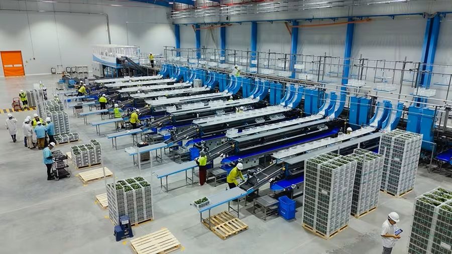 Maersk opens cold chain logistics hub in Peru to support fruit exports