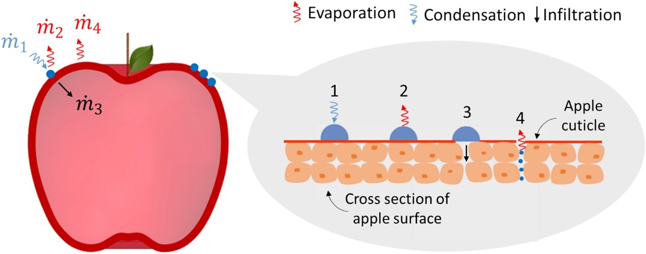 Review explores challenges and innovations in sustainable cold storage for fresh produce