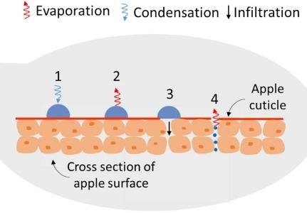 Review explores challenges and innovations in sustainable cold storage for fresh produce